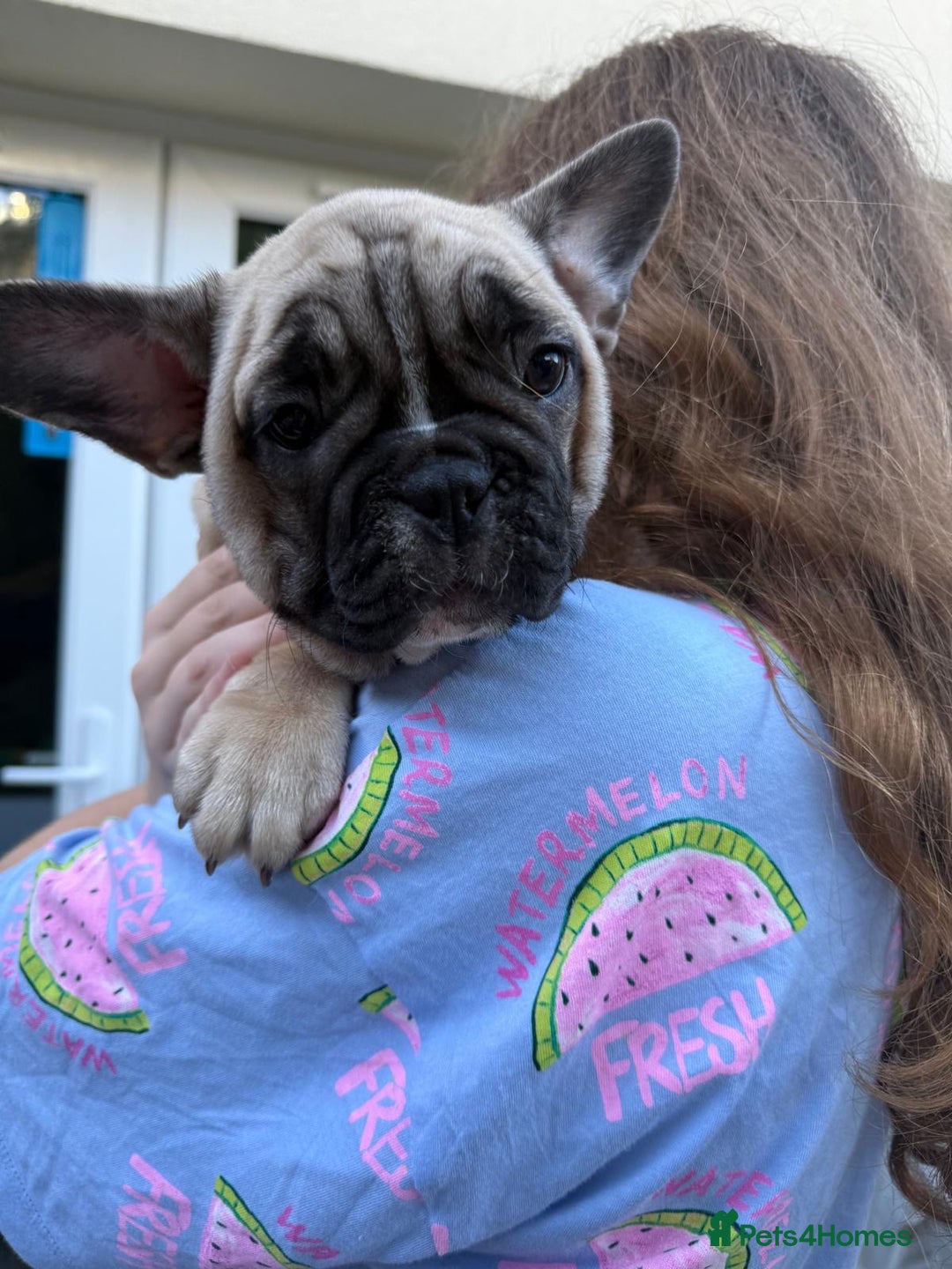 French Bulldog dogs for sale: French bulldog puppy girl - Image 5