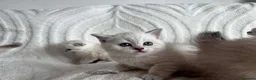 Scottish Fold cats for sale: Scottish fold and straight blue eyed kittens - Advert 7