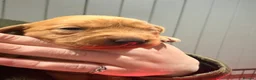 Labrador Retriever dogs for sale: Health Tested Labrador Puppies For Sale  - Advert 7