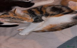 British Shorthair cats for sale: Kittens to go asap - Image 4