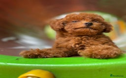 Toy Poodle dogs for sale: Poodle Toy Puppy calm, gentle, with full doc. - Image 4