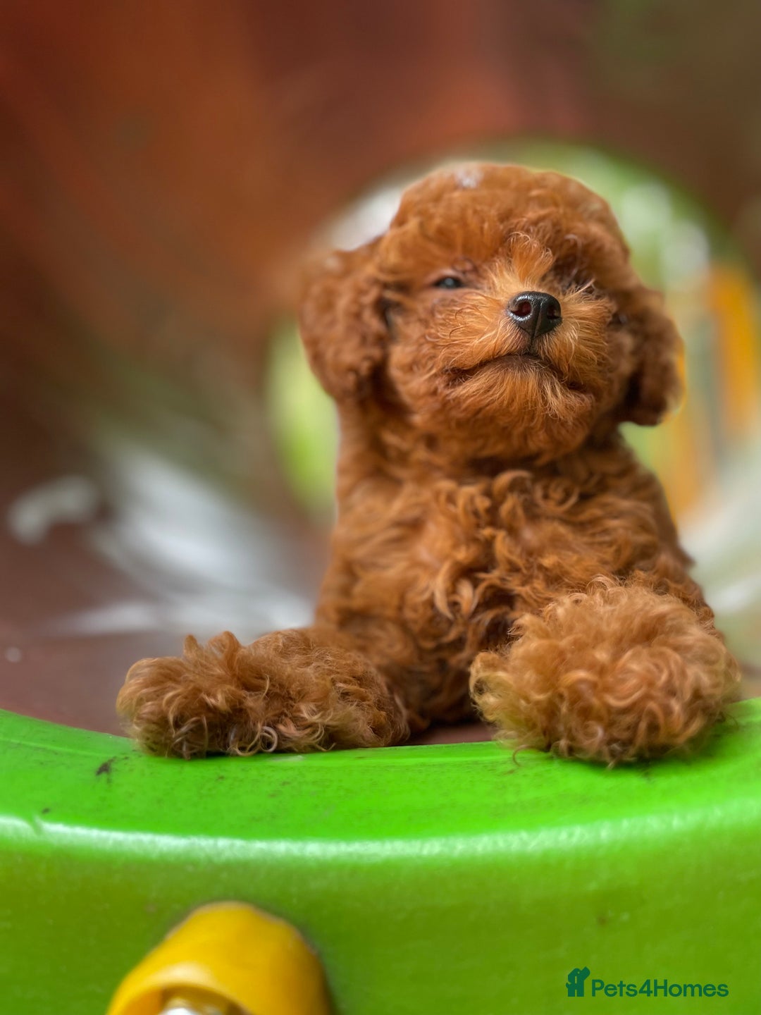 Toy Poodle dogs for sale: Poodle Toy Puppy calm, gentle, with full doc. - Image 4
