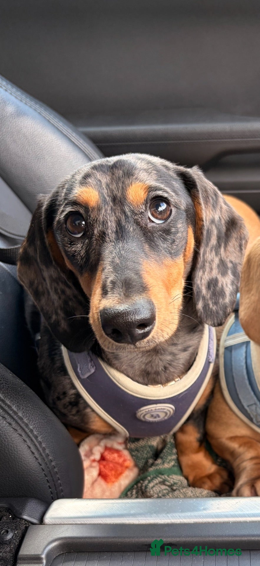 Dachshund dogs Beautiful Smooth hair dapple girl  - Advert 3