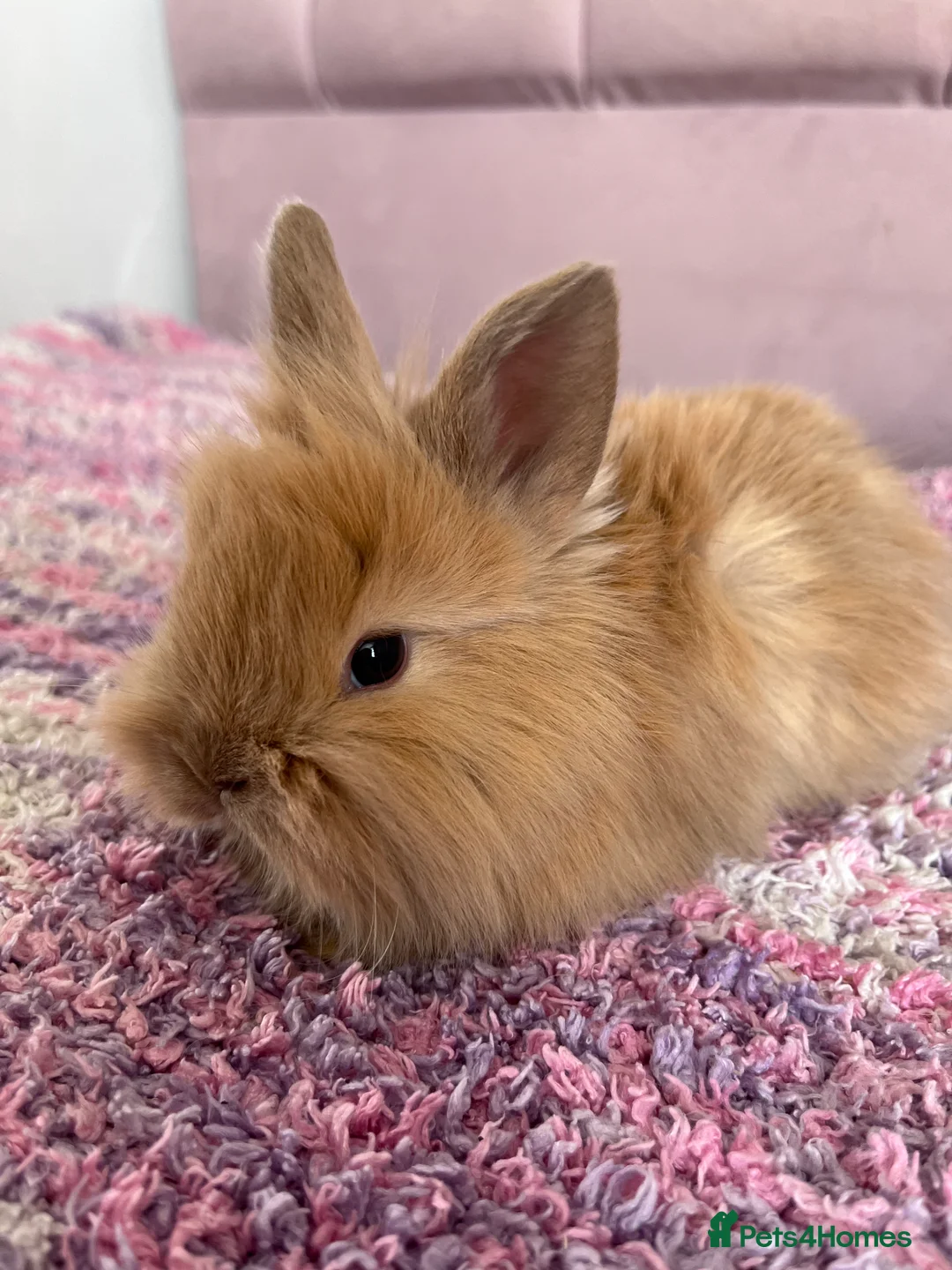Mini Lion Lop rabbits for sale: 6 lion lops for sale  - Advert 2
