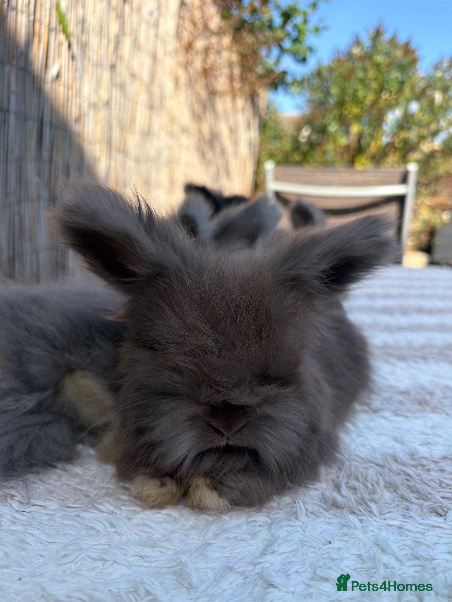 Angora rabbits pedigree english angora rabbits  - Advert 1