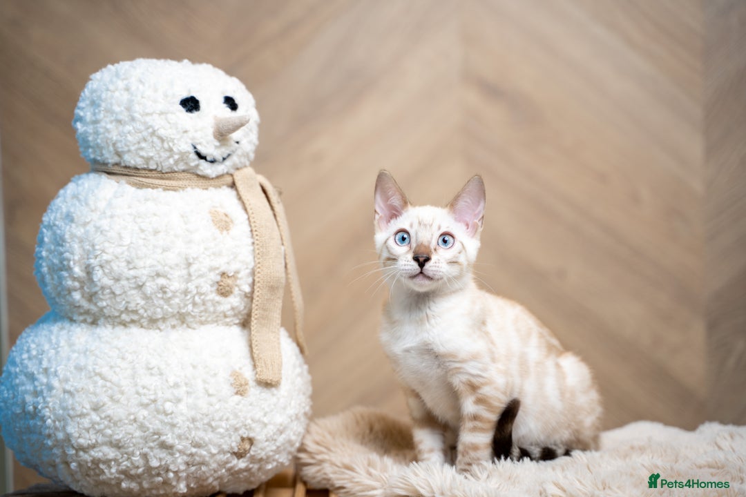 Bengal cats for sale: SNOW LYNX PURE BENGAL BOY-Frankie-Top Personality - Advert 5