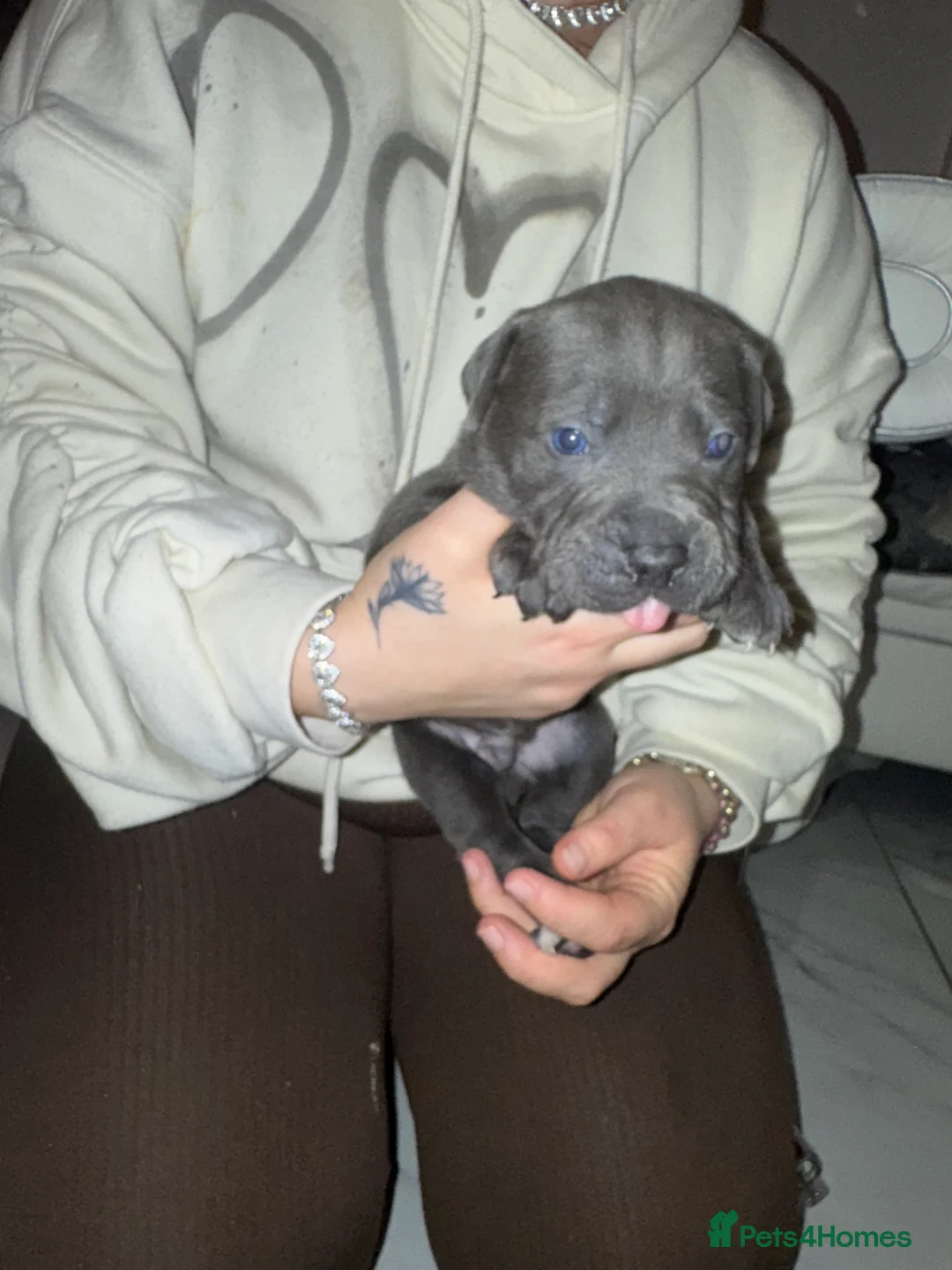 Cane Corso dogs for sale: Outstanding cane corso pups 🐶  - Advert 32