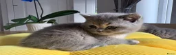 British Shorthair cats for sale: STUNNING BRITISH SHORTHAIR GIRLS REGISTERED - Advert 7