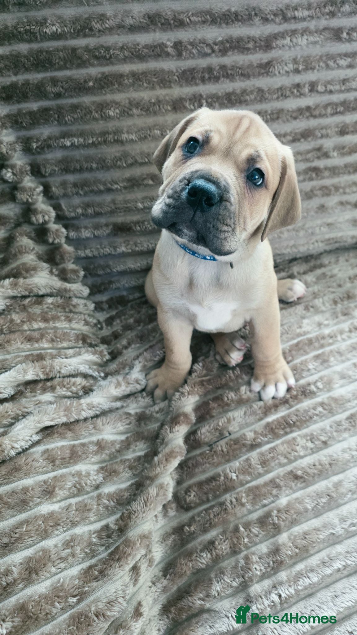 Mixed Breed dogs Mastiff Bordeaux Puppies - Advert 1