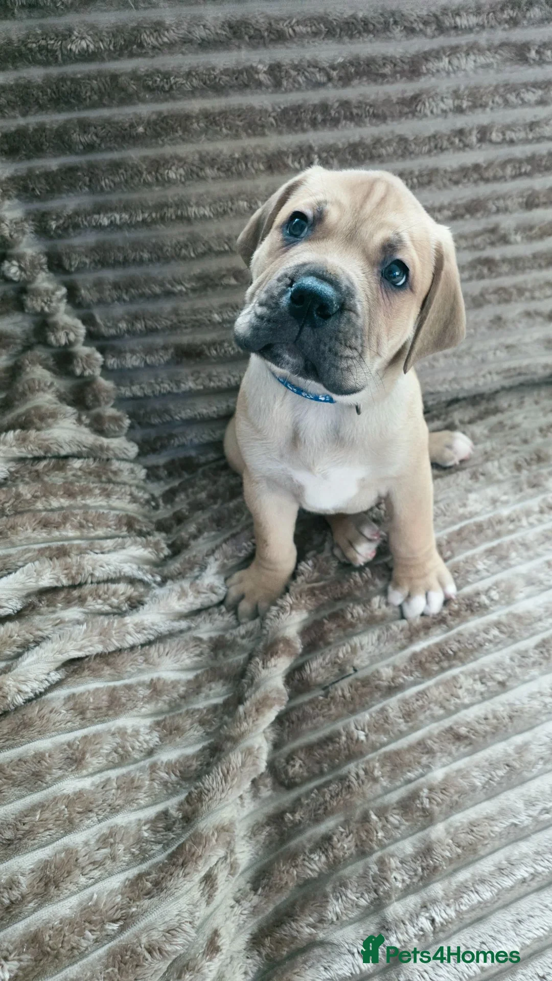 Mixed Breed dogs for sale: Mastiff Bordeaux Puppies - Advert 1