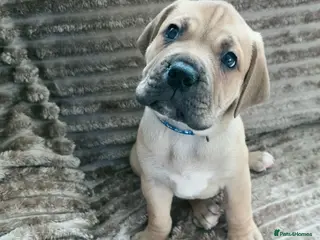 Mixed Breed dogs Mastiff Bordeaux Puppies - Advert 4
