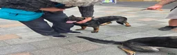 German Shepherd dogs for sale: ALPHA K9 - WORKING LINE GERMAN SHEPHERD - Advert 7