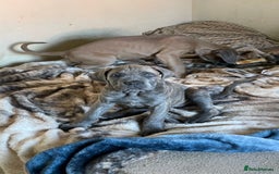Cane Corso dogs for sale: Cane corso puppies 10 weeks old - Image 11