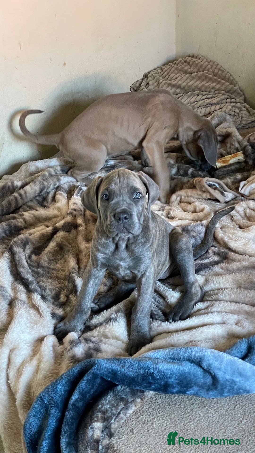 Cane Corso dogs for sale: Cane corso puppies 10 weeks old - Image 11