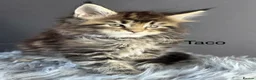 Maine Coon cats for sale: Outstanding Russia lines baby boys  - Advert 15
