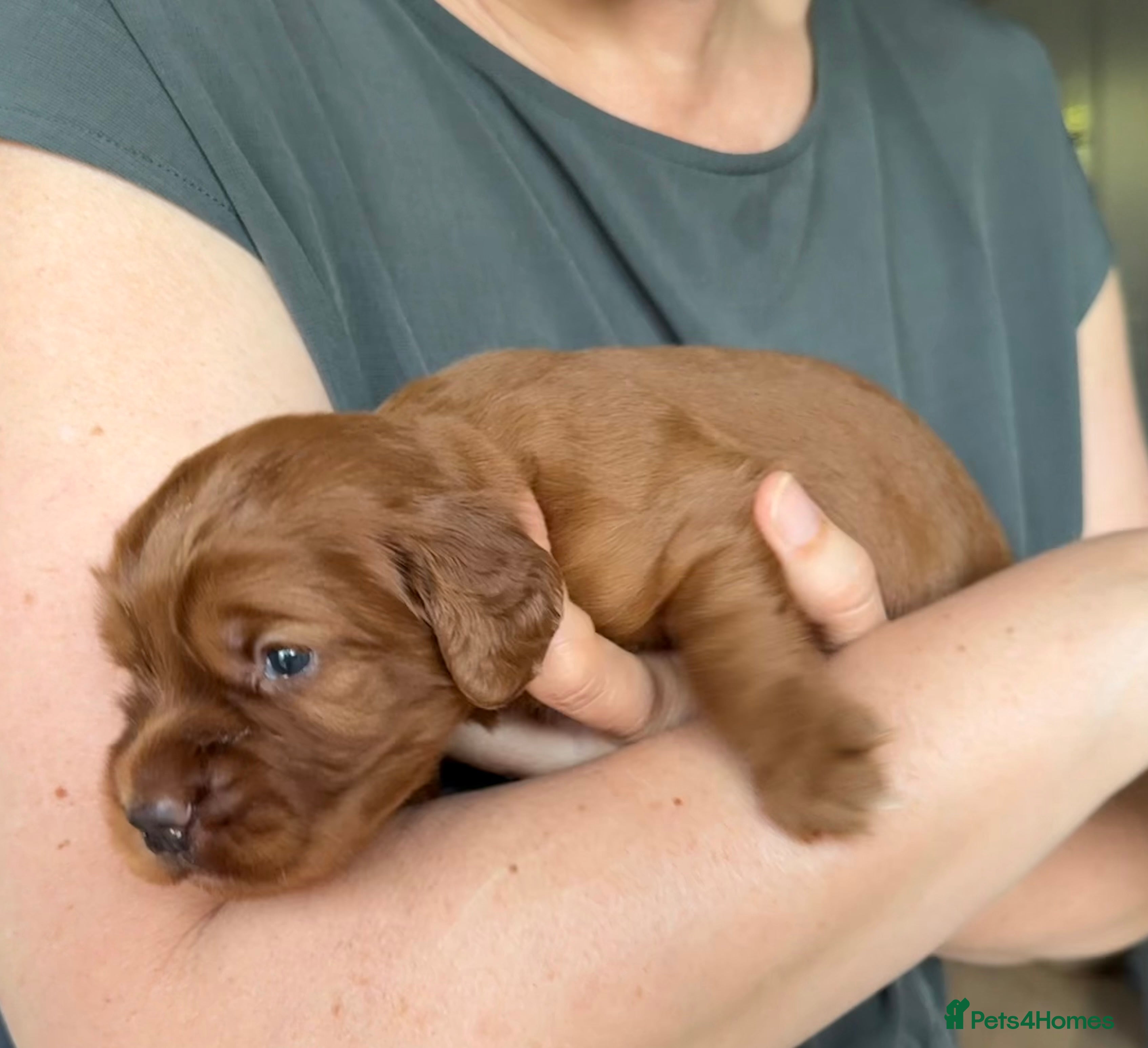 Cocker Spaniel dogs KC Reg FULLY health tested parents, working cocker - Advert 2