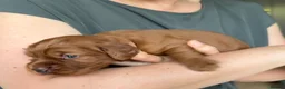 Cocker Spaniel dogs for sale: KC Reg FULLY health tested, working cocker spaniel - Advert 19