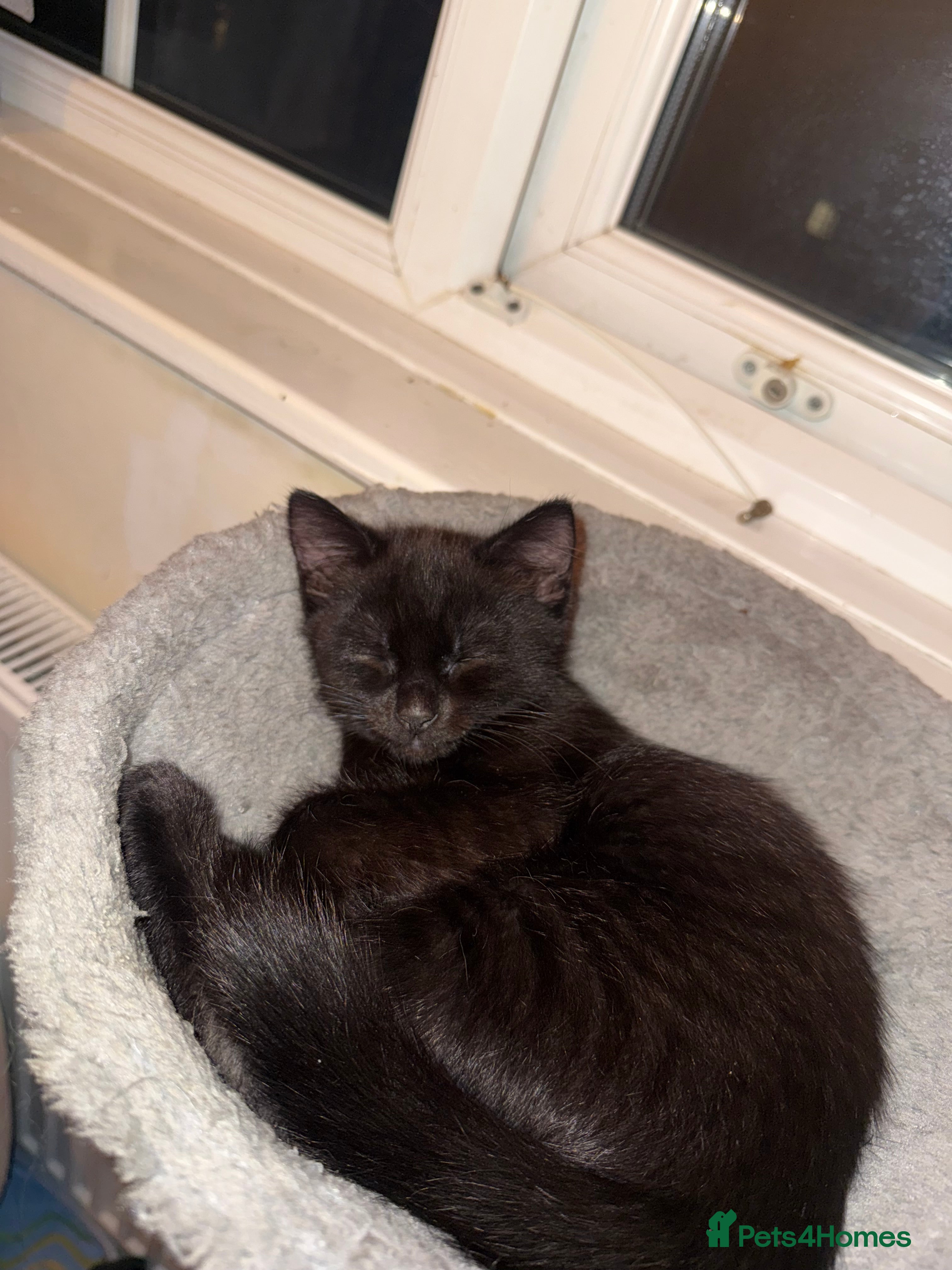 Mixed Breed cats Kitten 1 male 1 female  - Advert 1