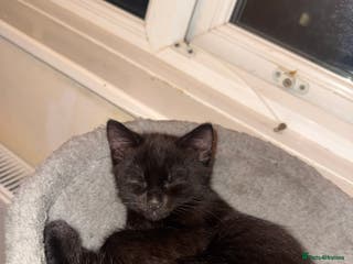 Mixed Breed cats Kitten 1 male 1 female - Advert 1