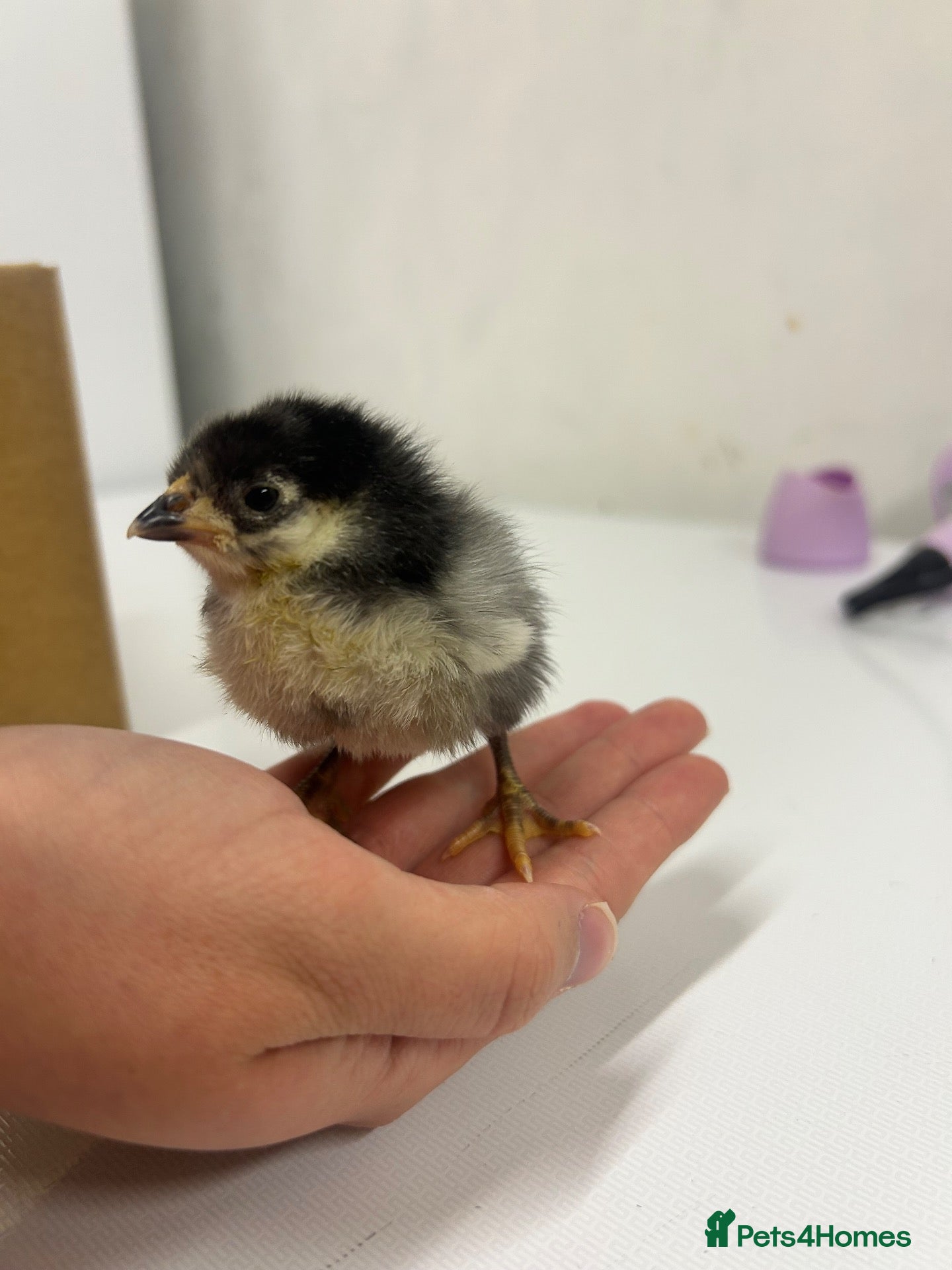 Chickens poultry Mixed breed chicks - Advert 2