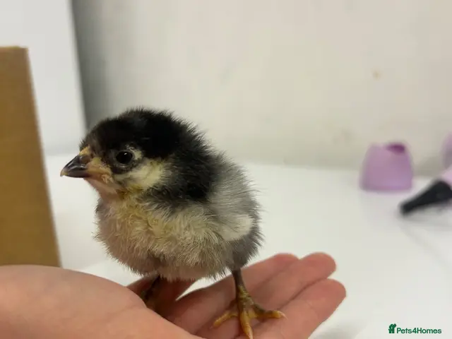 Chickens poultry for sale: Mixed breed chicks - Advert 2