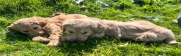 Goldendoodle dogs for sale: Stunning Goldendoodle Puppies - Advert 11