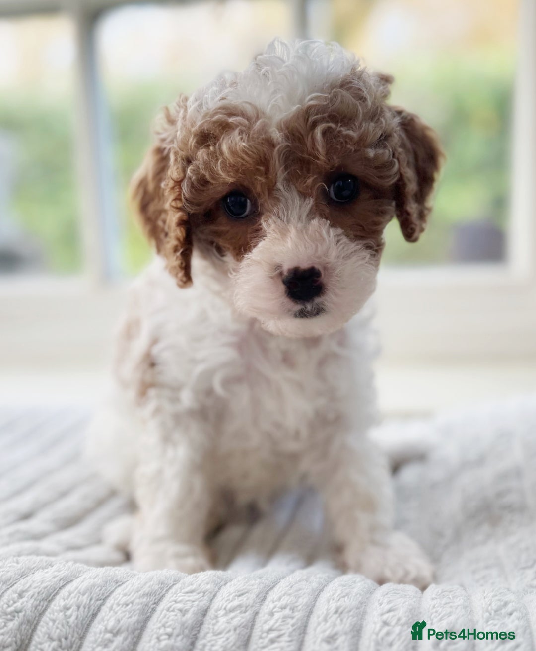 Cavapoochon dogs for sale: Cavapoochon puppies ready to leave 23 December  - Advert 10