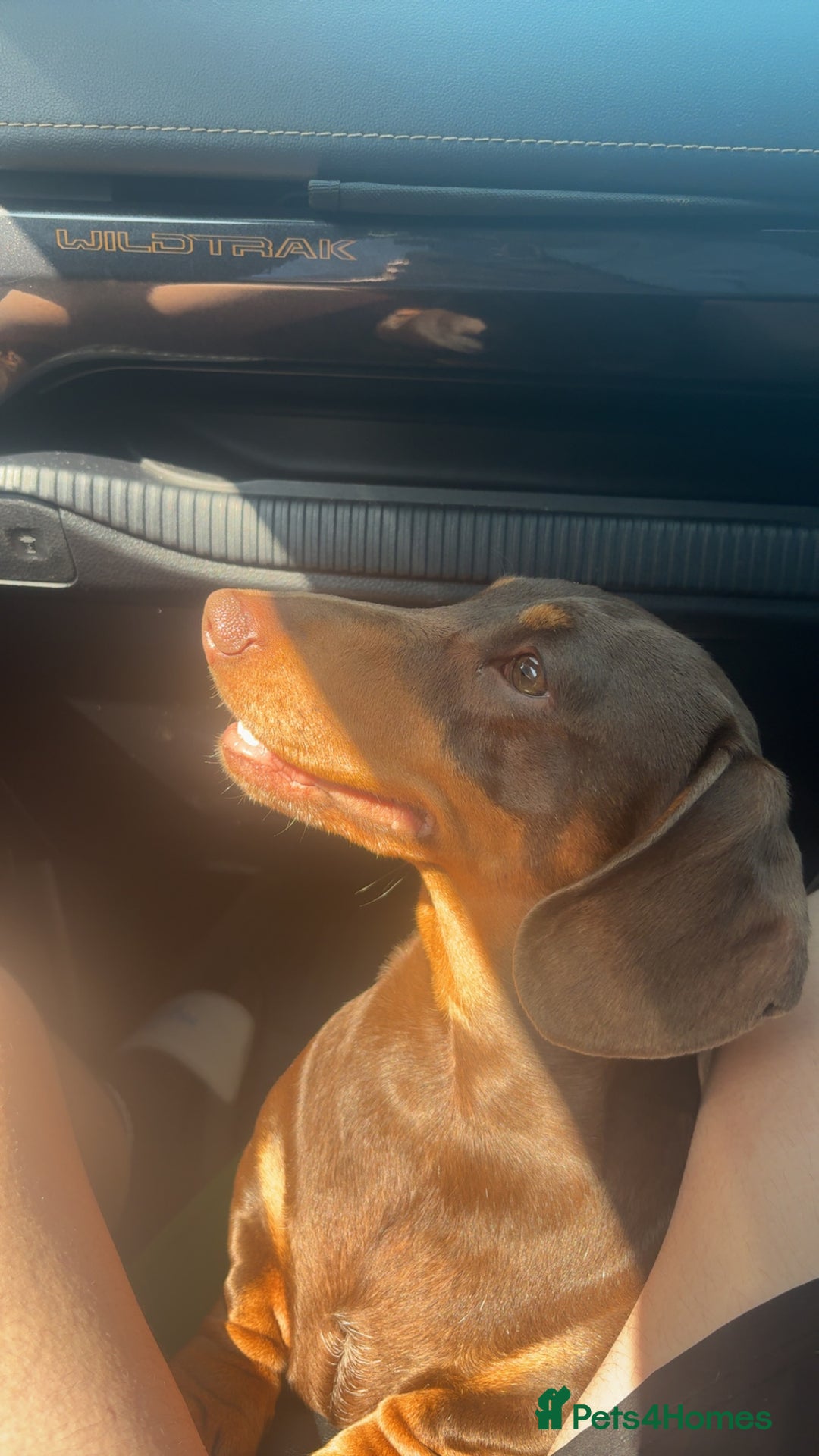 Miniature Dachshund dogs for stud: Min dachshund  - Advert 2