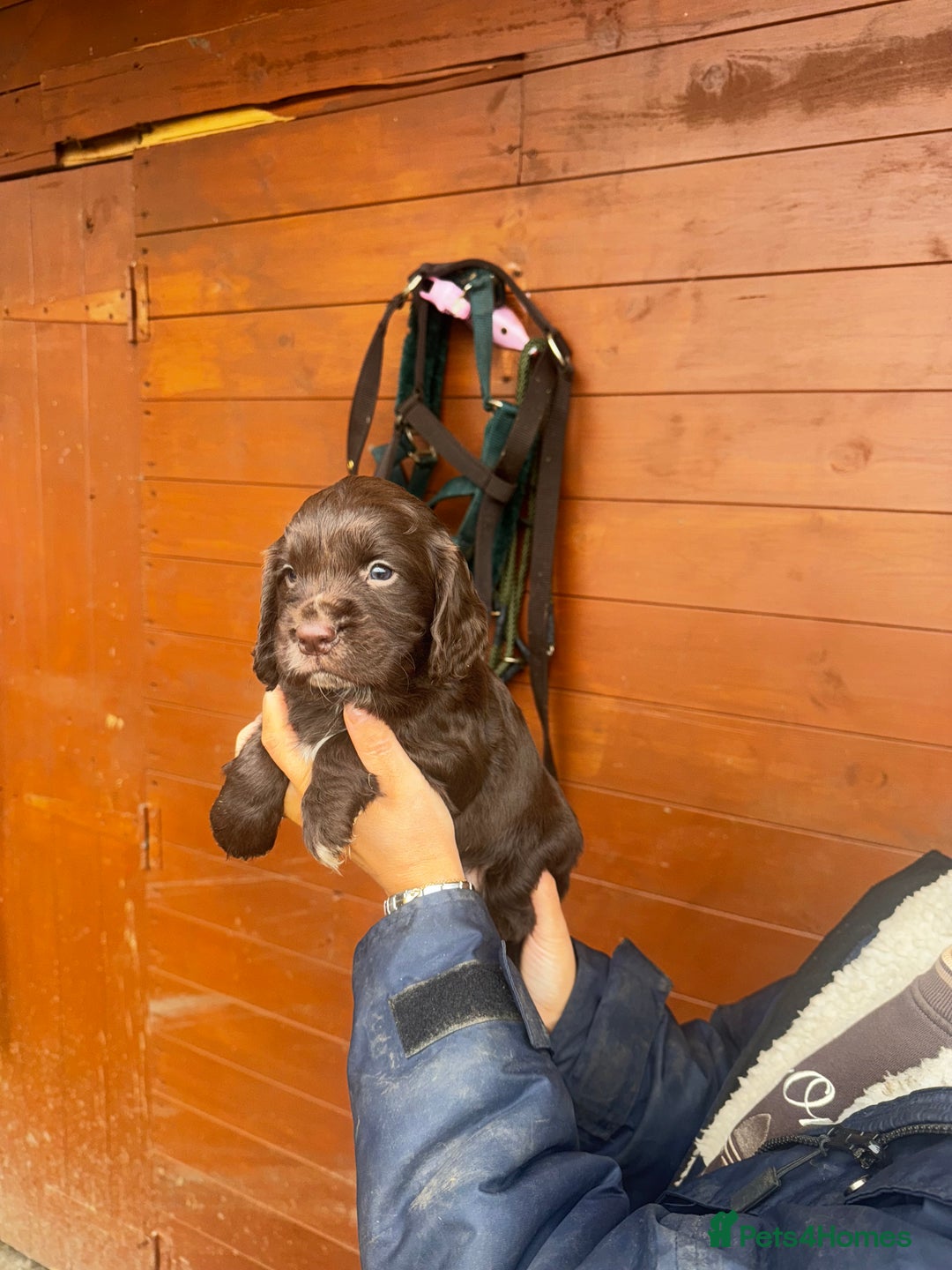 Cocker Spaniel dogs for sale: Health Tested Clear KC Registered Working Cockers - Advert 27