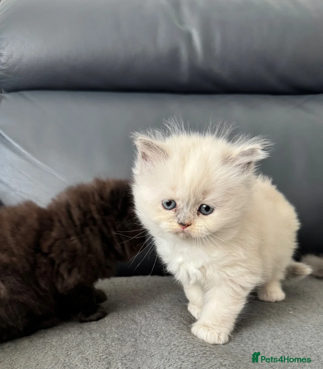 Mixed Breed cats for sale: Persian Maine Coone Kittens 6 Weeks Old in Harrow - Advert 2