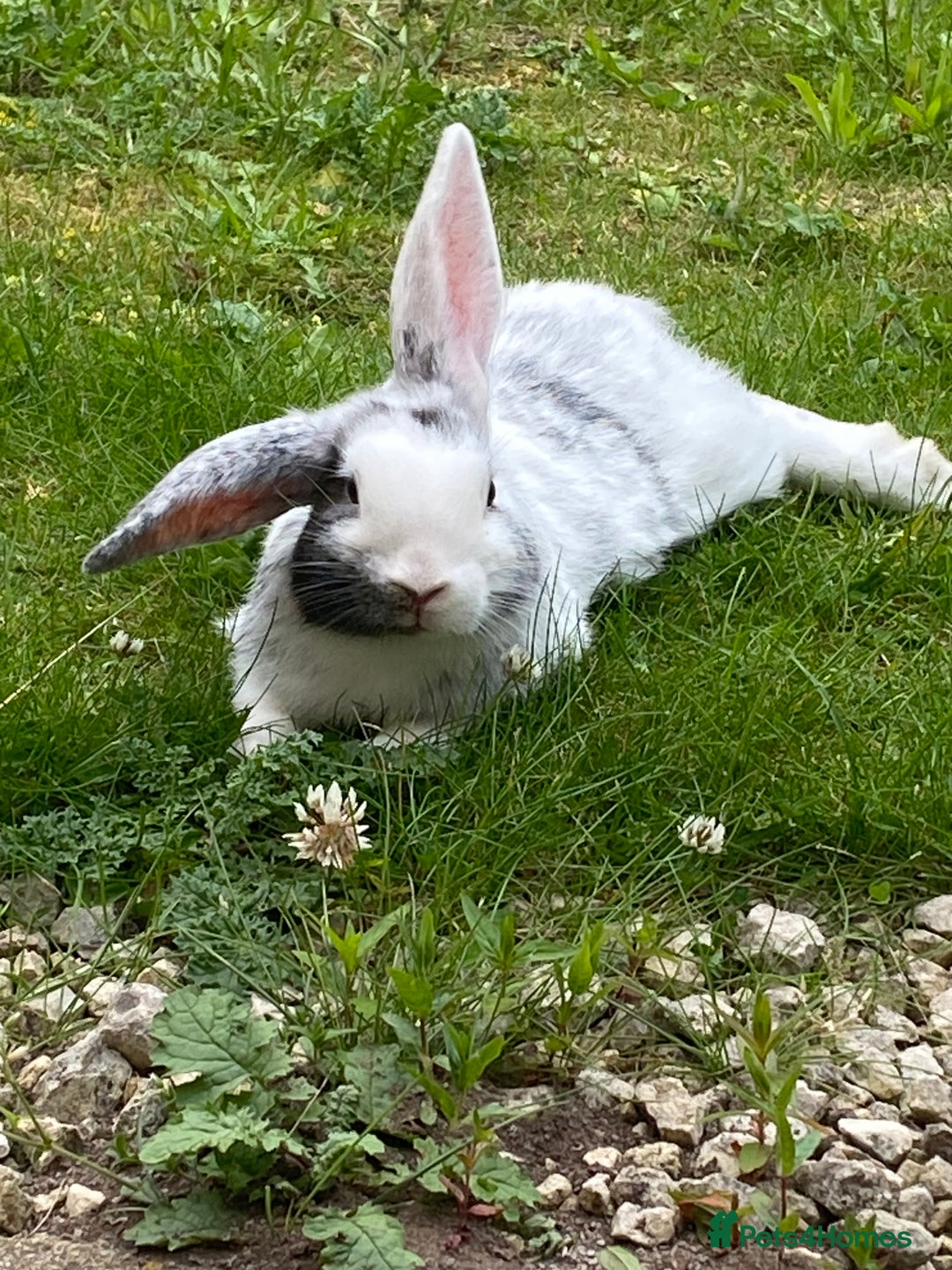 Mixed Breed rabbits for sale: Three beautiful male rabbits - Image 5