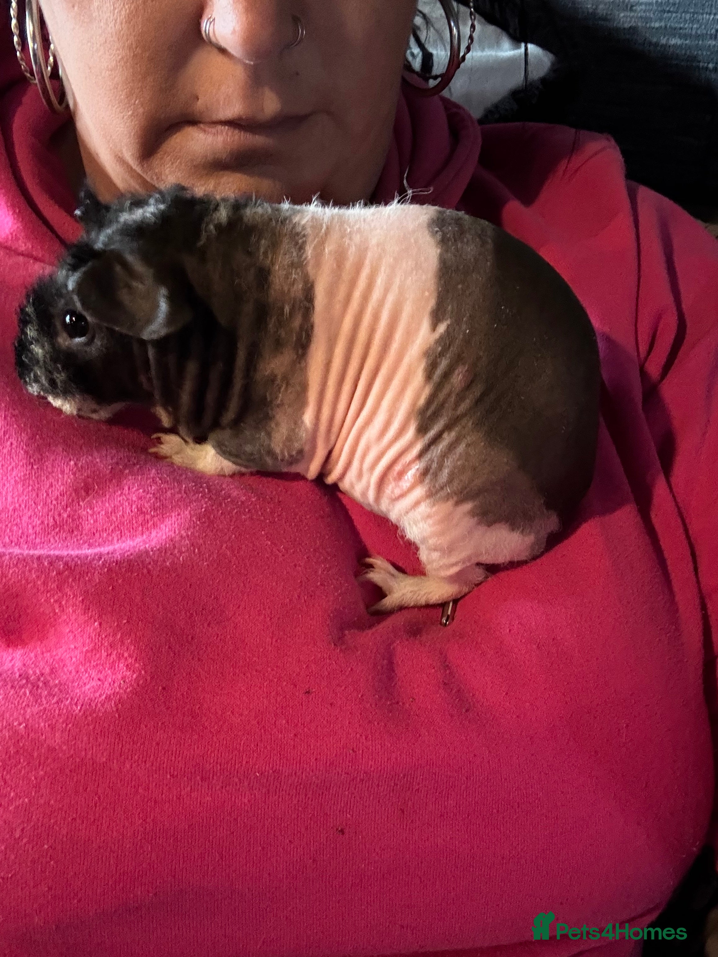 Guinea Pig rodents Beautiful werewolf skinny pig  - Advert 2