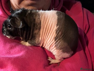 Guinea Pig rodents Beautiful werewolf skinny pig - Advert 2
