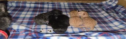 Domestic Shorthair cats for sale: beautifull 5 kittens ready to go 19th of May - Advert 5