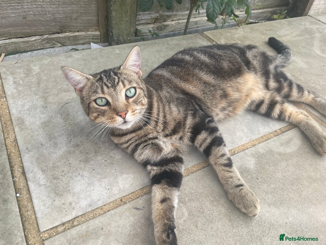 Birman cats for sale: Mixed Birman Tabby male cat  - Advert 3