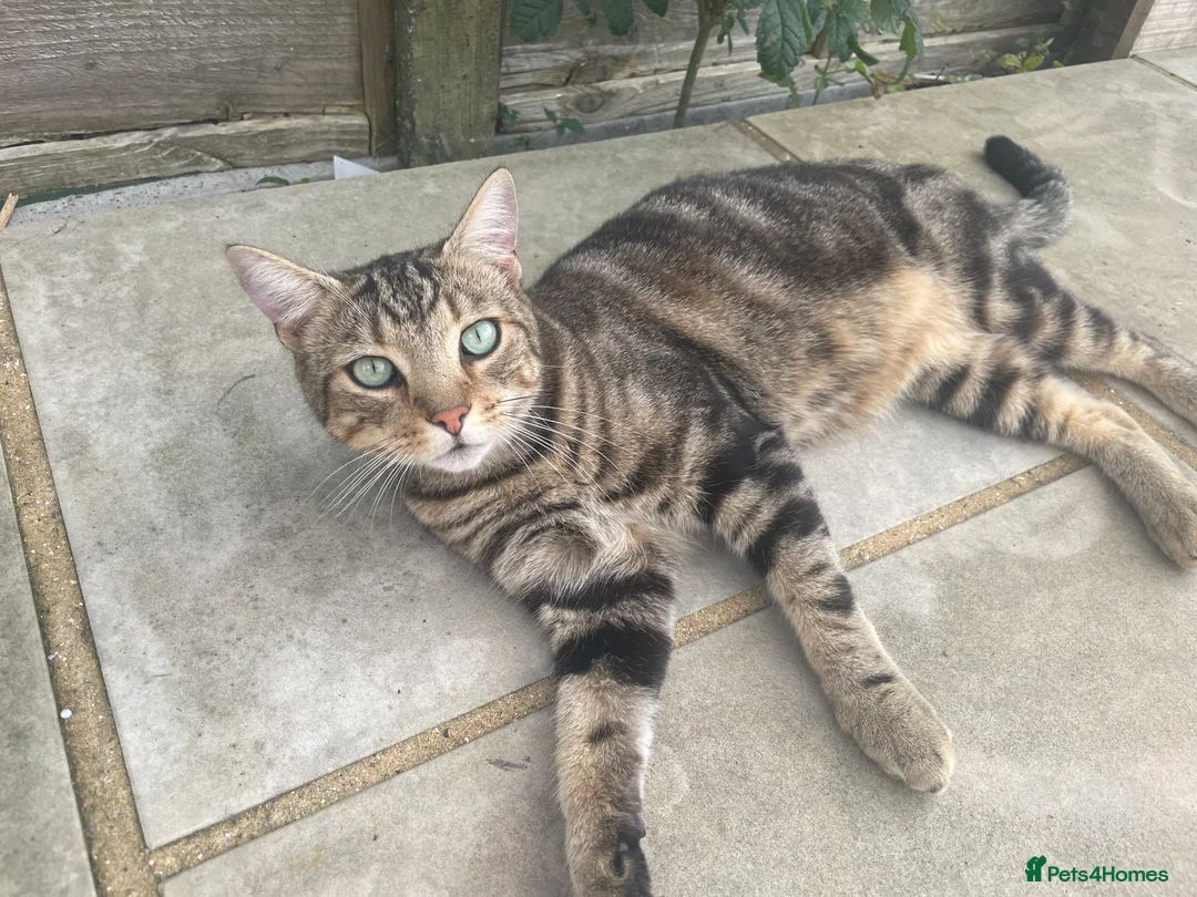 Birman cats for sale: Mixed Birman Tabby male cat  - Advert 3