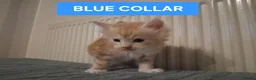 Maine Coon cats for sale: 3 GINGER MAINE COON  KITTENS in Wolverhampton - Advert 13
