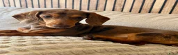 Miniature Dachshund dogs for sale: Miniature Dachshund girl KC Registered - Advert 2