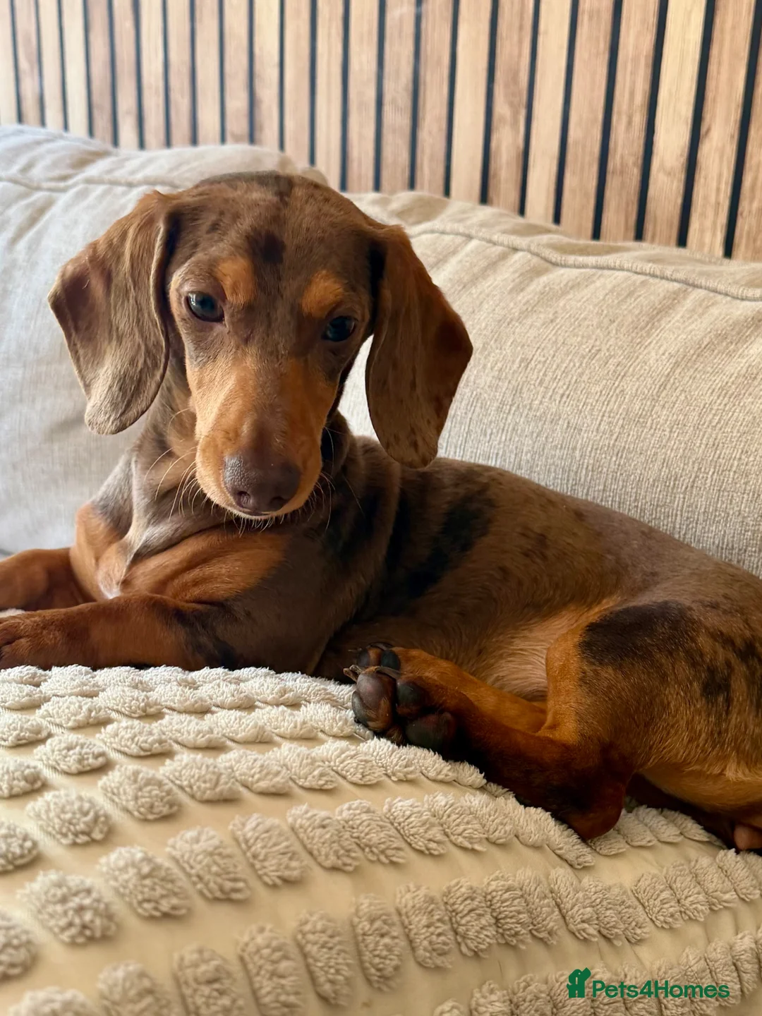 Miniature Dachshund dogs for sale: Miniature Dachshund girl KC Registered - Advert 2