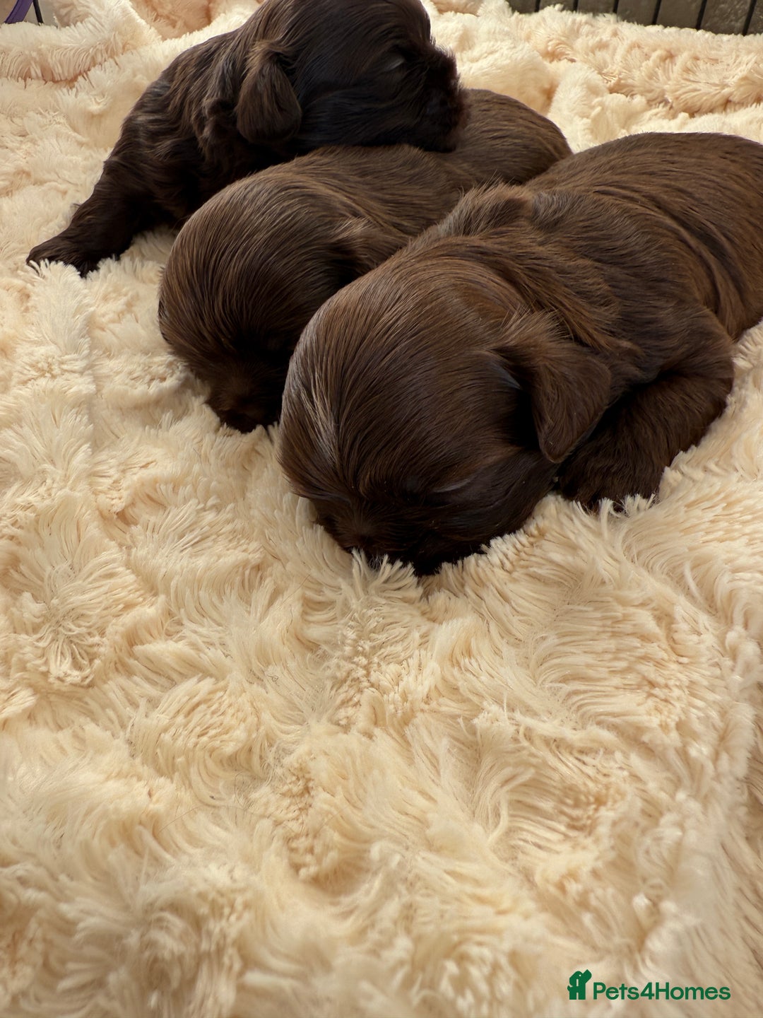 Shih Tzu dogs for sale: Imperial Shihtzu  - Advert 3