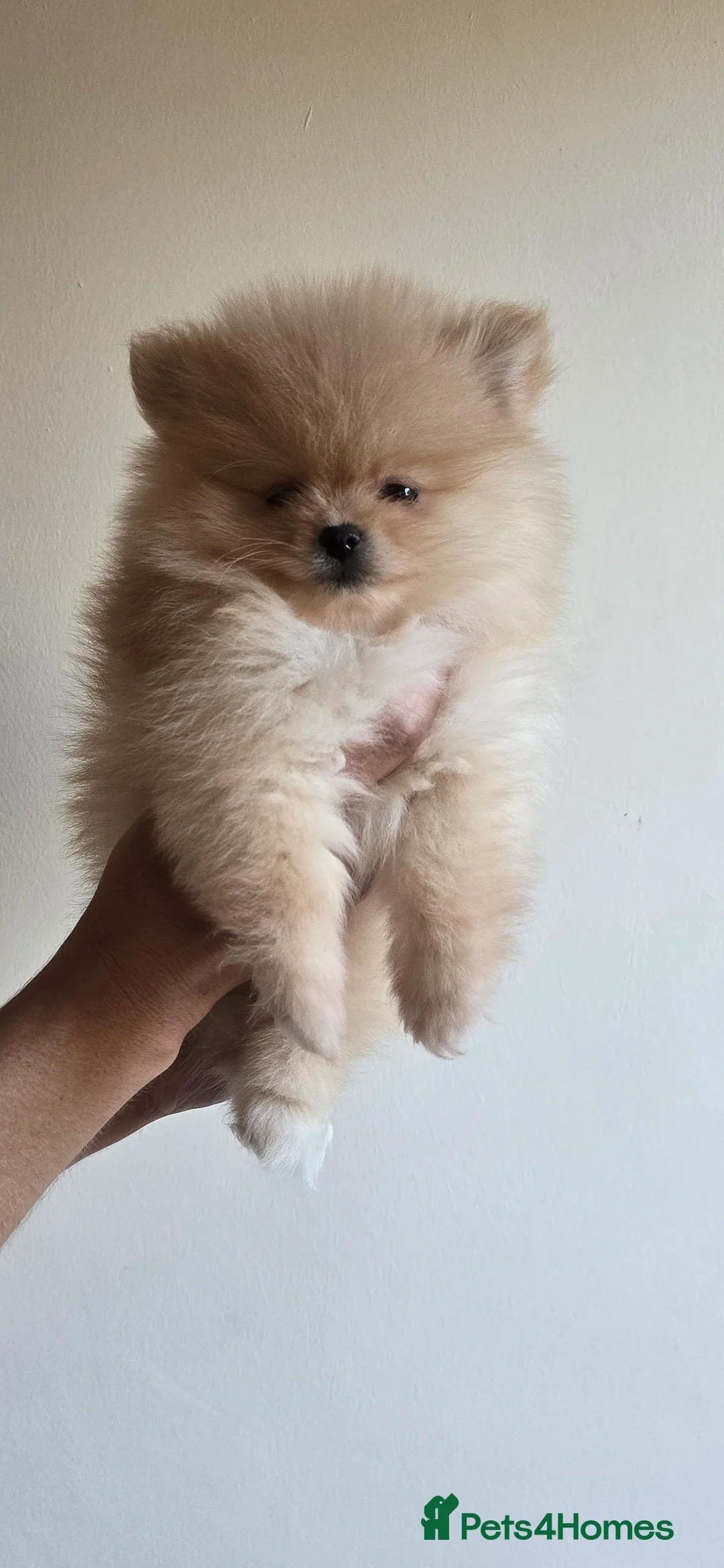 Pomeranian dogs for sale: Quality pomeranian pups - Advert 6