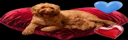 Australian Labradoodle dogs for sale: Tiny Tails, Big Hearts Australian labradoodles  - Advert 1