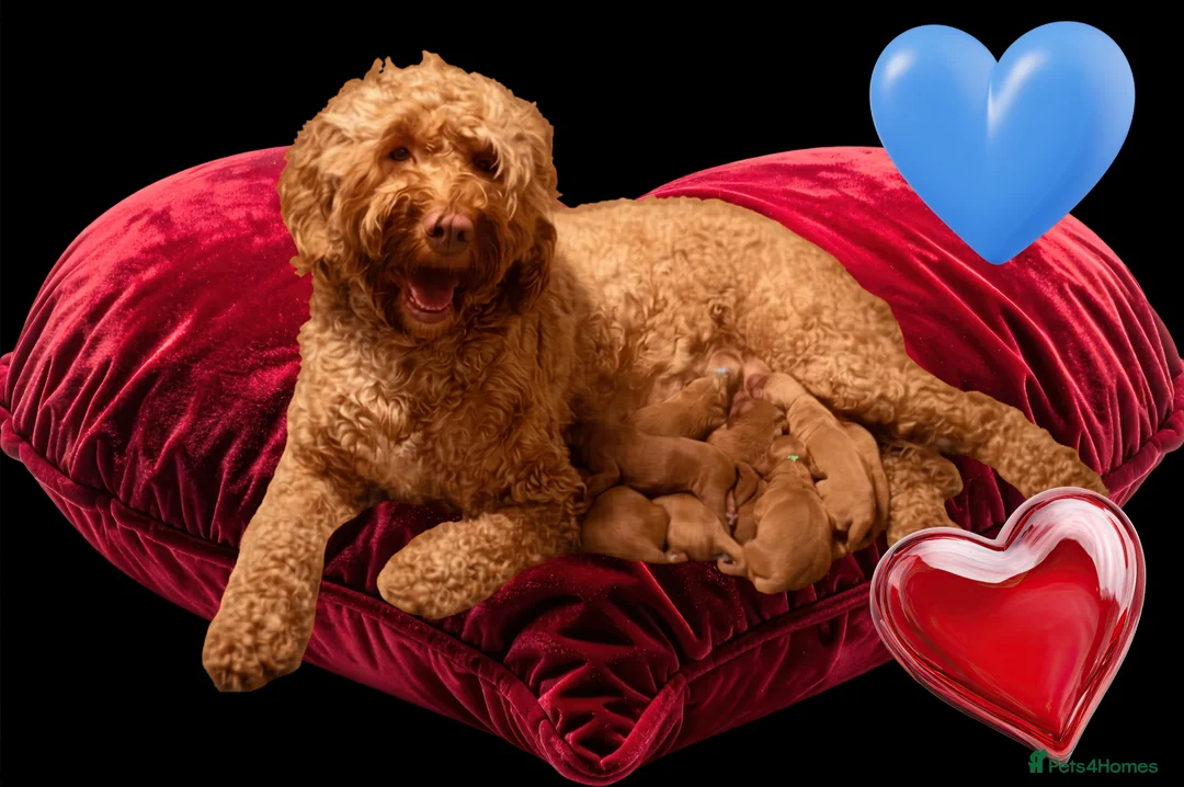 Australian Labradoodle dogs for sale: Tiny Tails, Big Hearts Australian labradoodles  - Advert 1