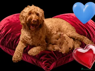 Australian Labradoodle dogs Tiny Tails, Big Hearts Australian labradoodles - Advert 2