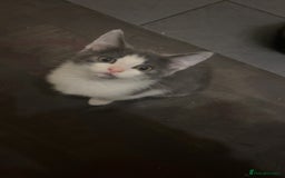 Mixed Breed cats for sale: Adorable mixed kittens - £20-50  - Image 2