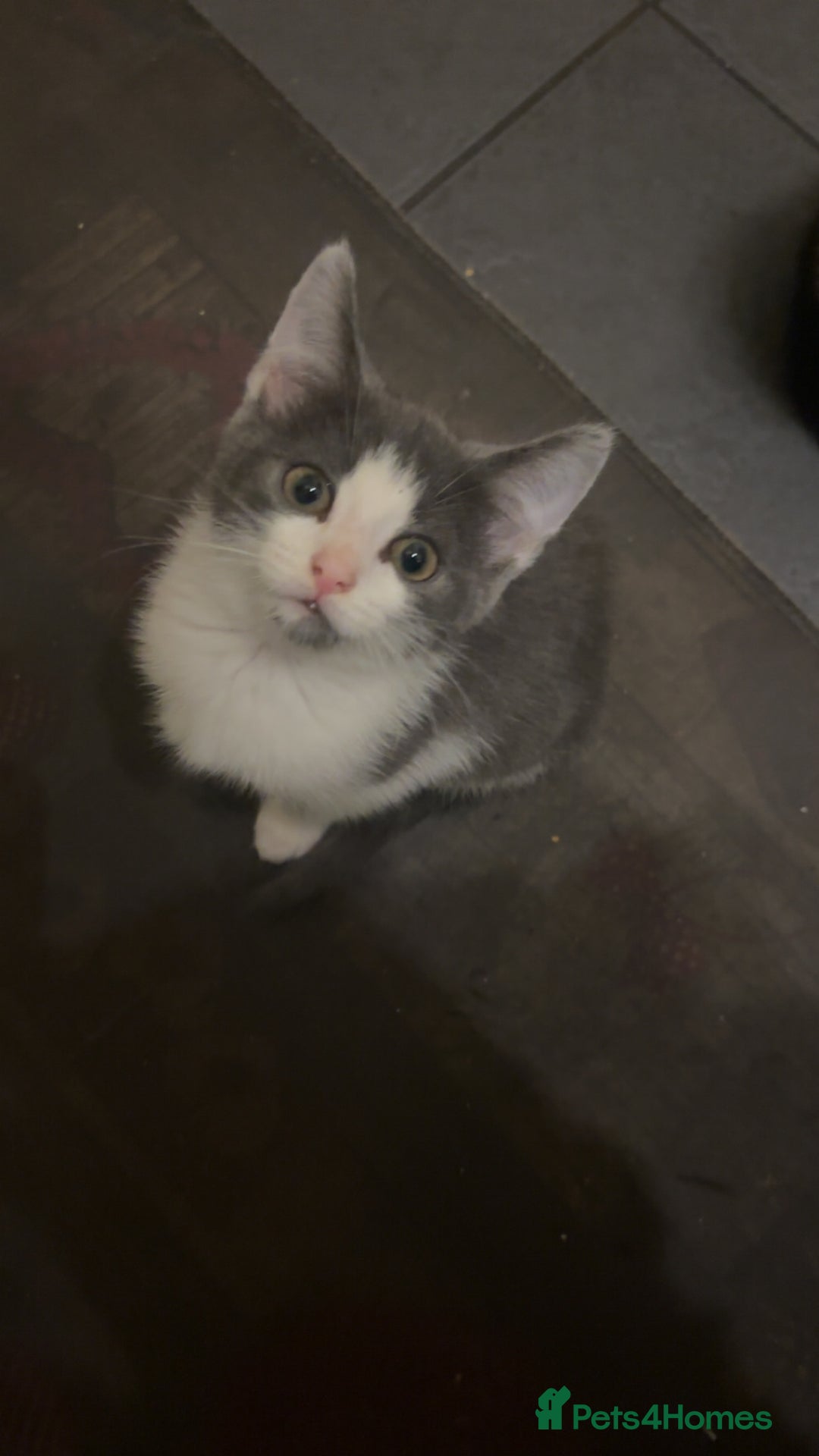 Mixed Breed cats for sale: Adorable mixed kittens - £20-50  - Image 2
