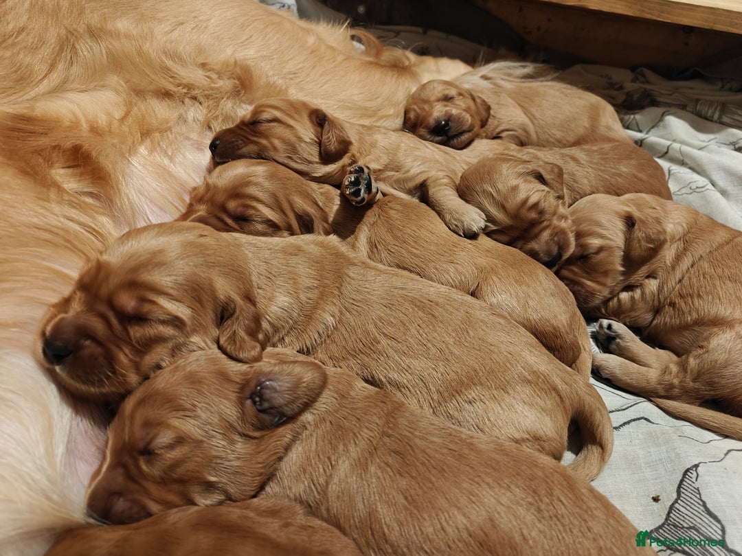 Mini Goldendoodle dogs for sale: Superb home-bred F1 Mini Goldendoodle GIRL - Advert 20