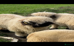 Sheep livestock for sale: Valais blacknose ewe lamb and weather  - Image 3