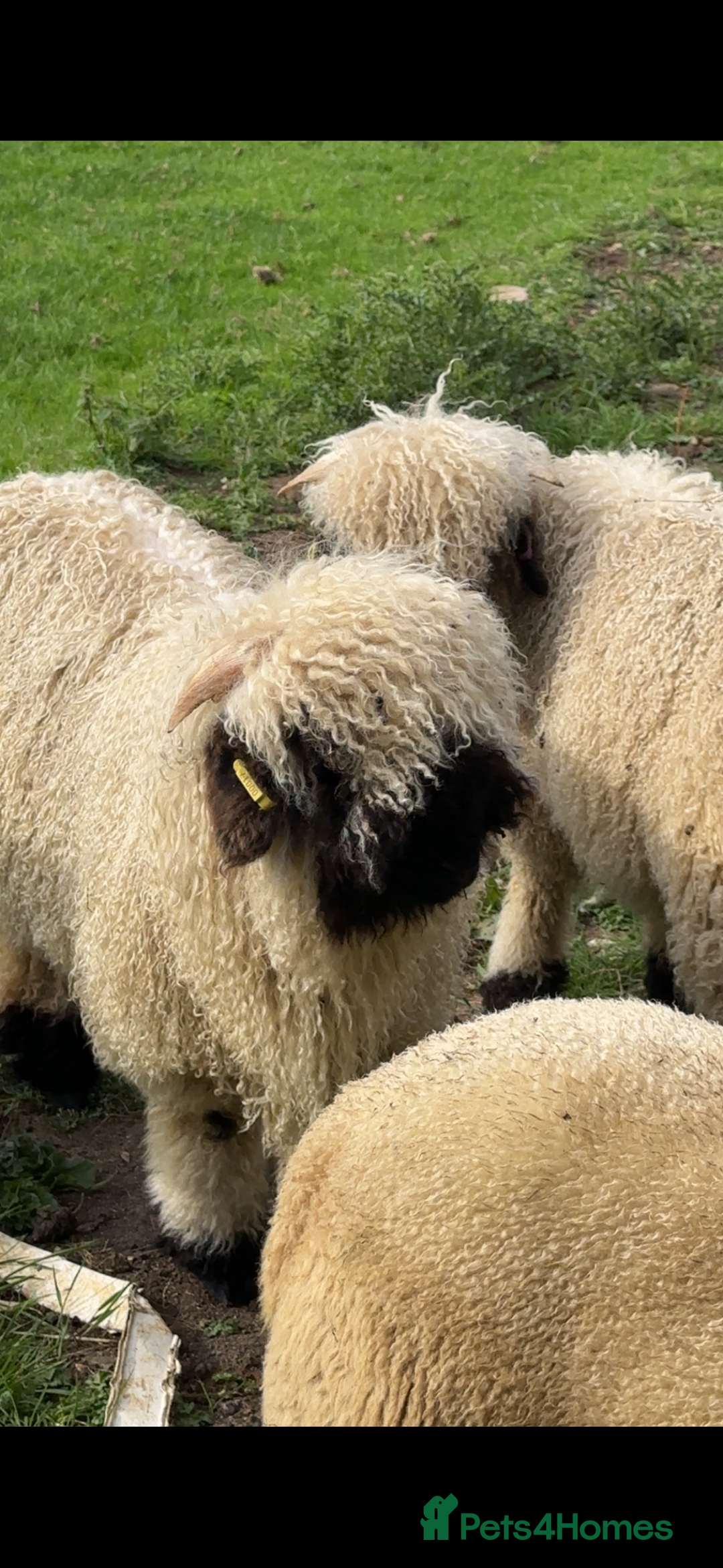 Sheep livestock for sale: Valais blacknose ewe lamb and weather  - Image 3