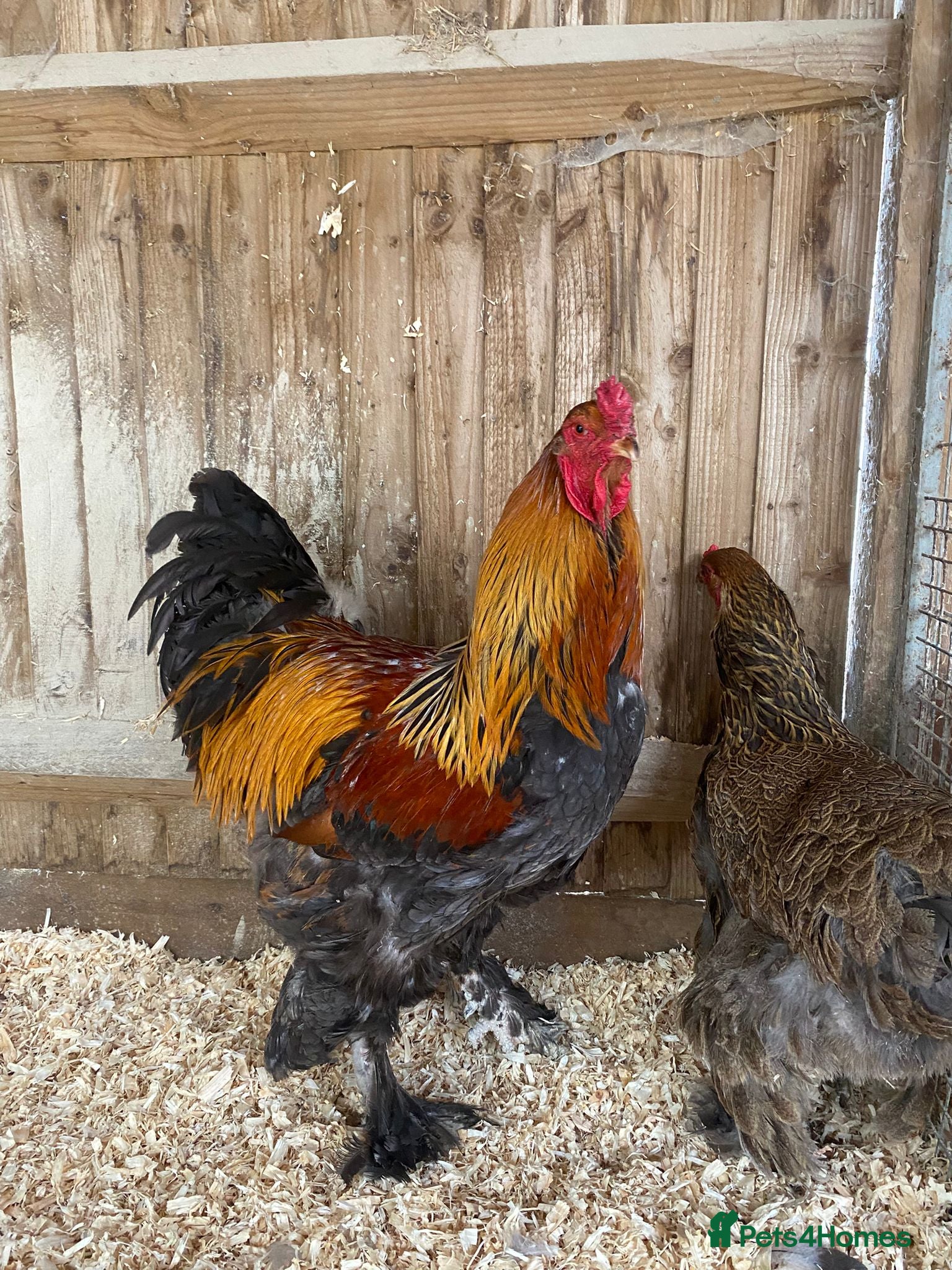 Chickens poultry 🥚LF Gold partridge brahma- hatching eggs 🥚  - Advert 2
